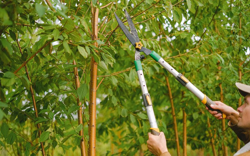Tree trimming in Fort Garland, CO